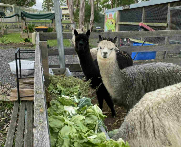 Photo of 3 alpacas eating some fresh lettuce in our school farm yard.
